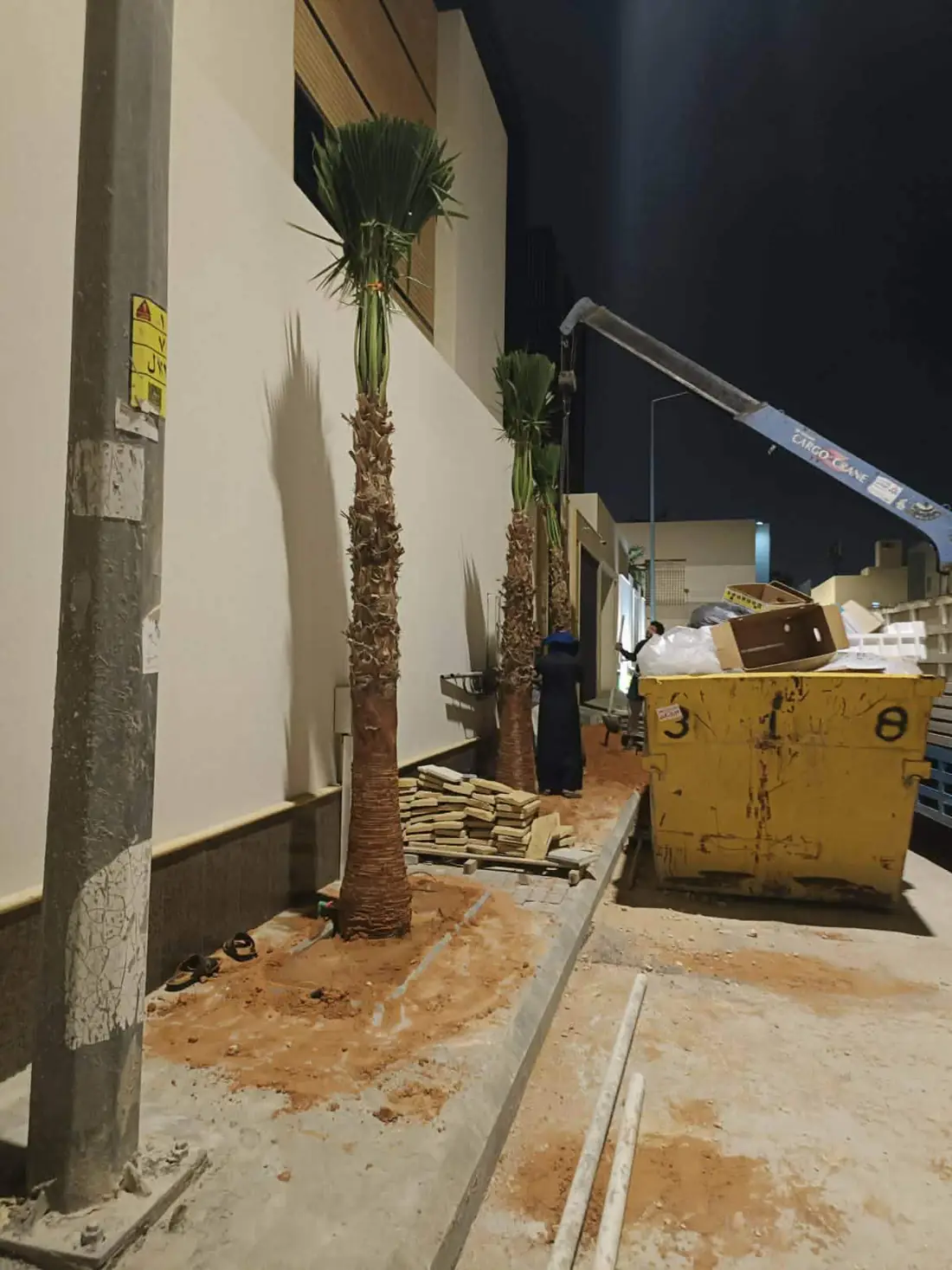 نخيل واشنطوني وأشجار 15