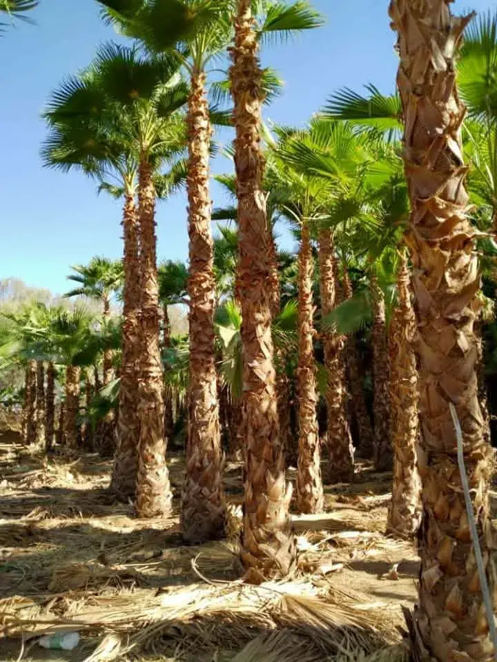 نخيل واشنطوني وأشجار في الرياض