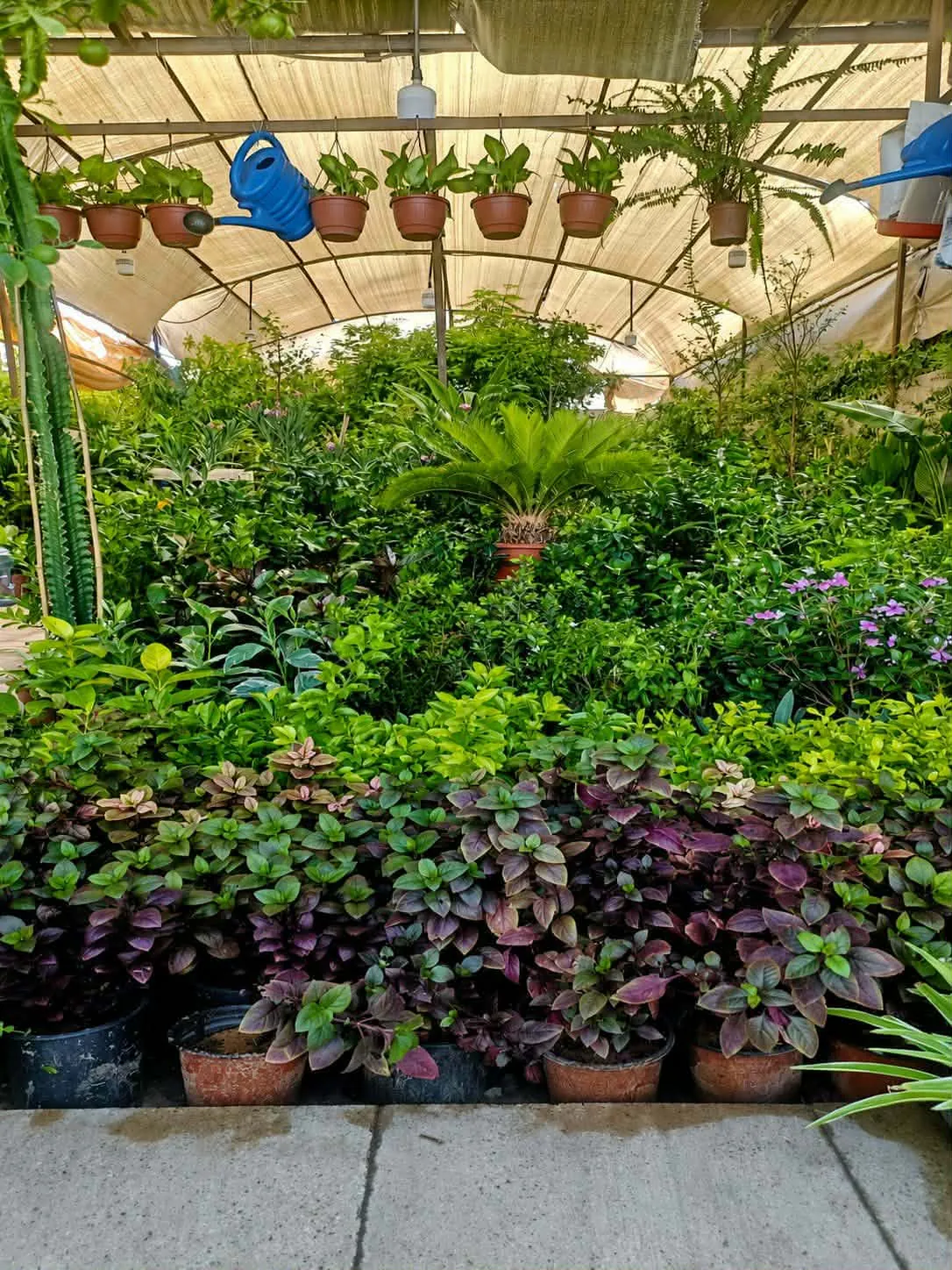 شتلات تدوم طول السنة في الرياض